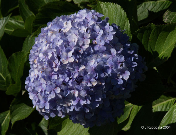 PA070066a
