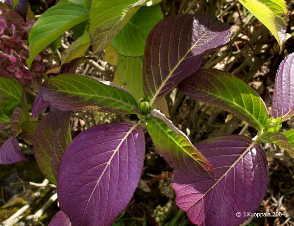 PA080124a