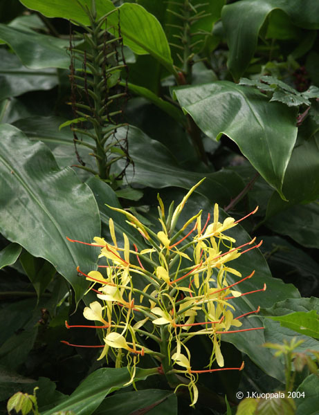 PA080128a