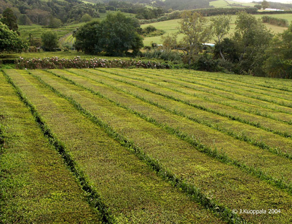 PA080176a